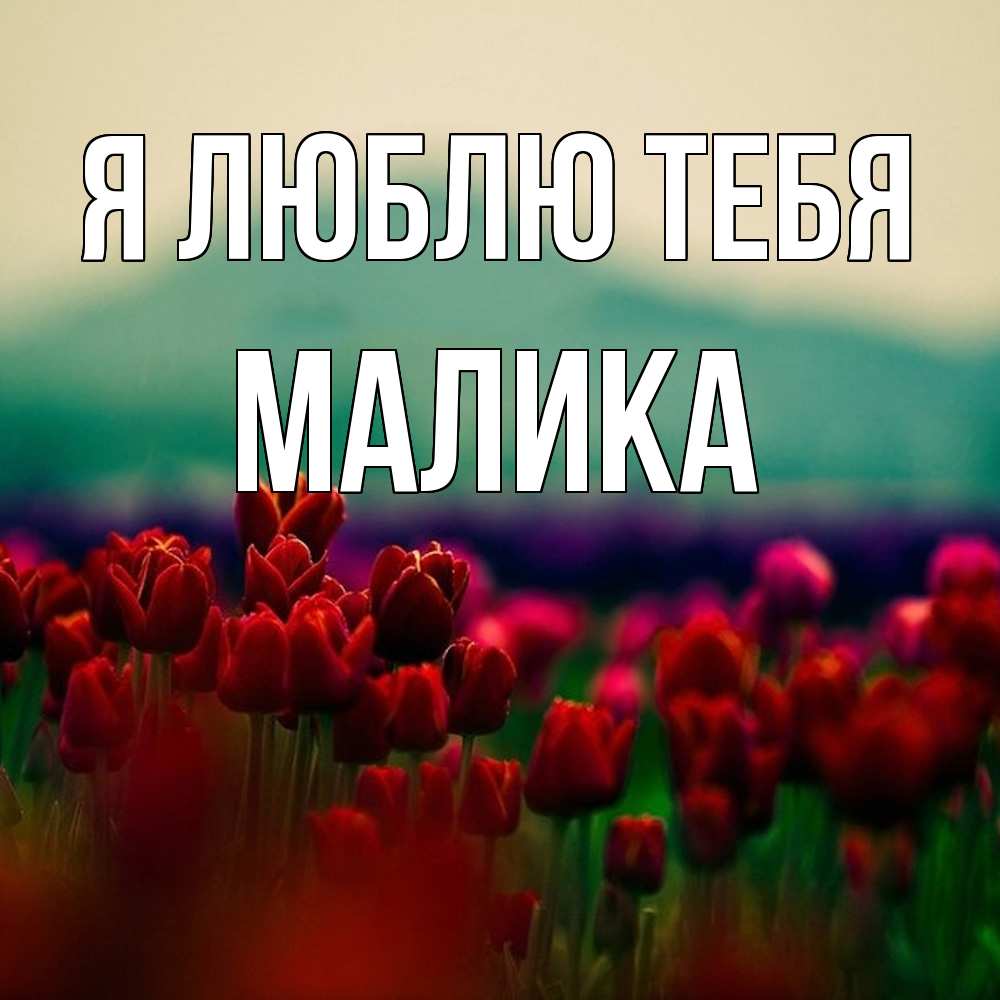 Открытка  с именем. Малика, Я люблю тебя  