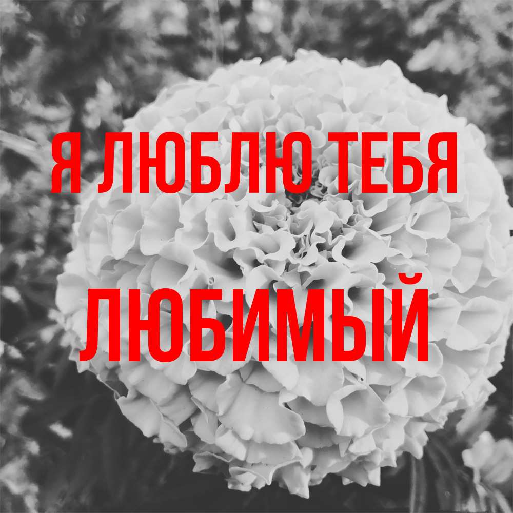Открытка  с именем. Любимый, Я люблю тебя  