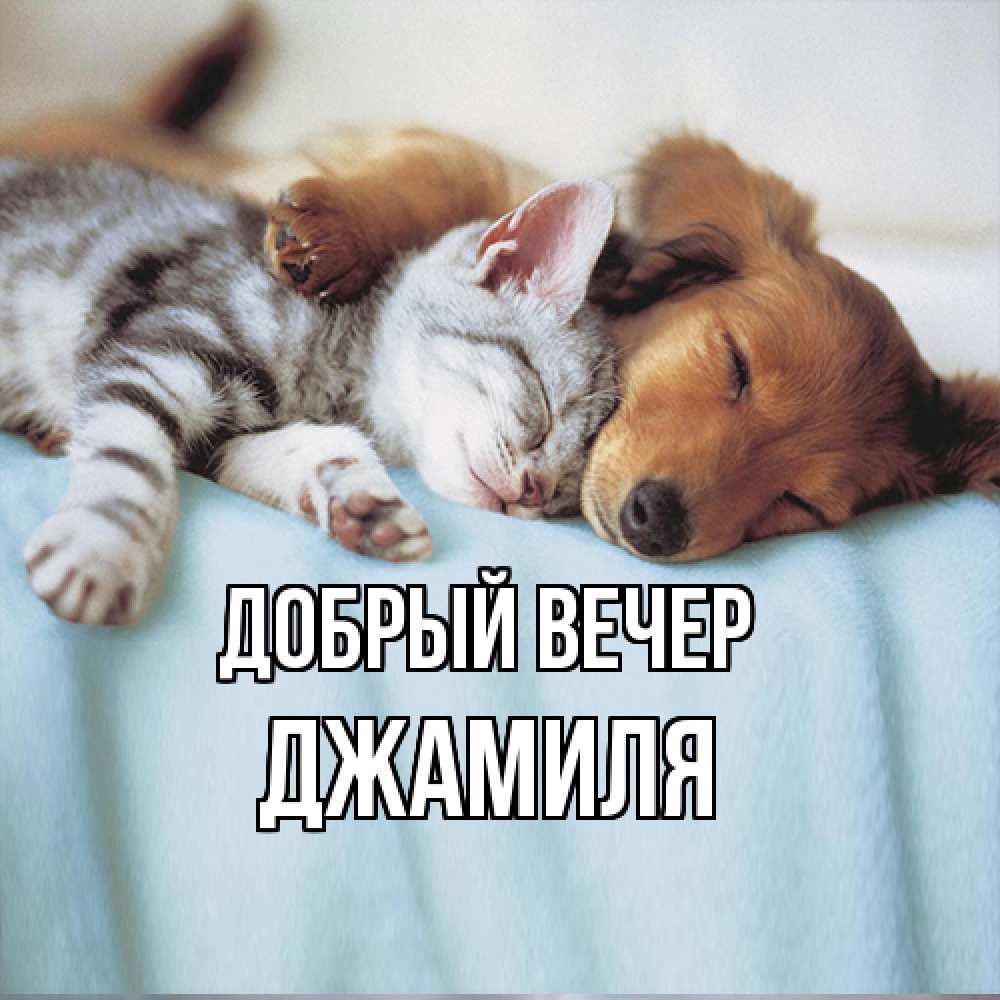Открытка  с именем. Джамиля, Добрый вечер  