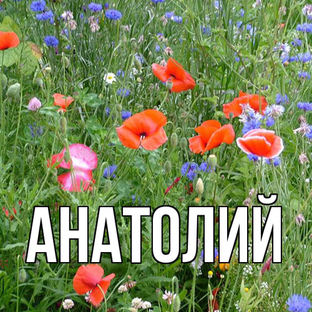 Открытка  с именем. Анатолий, Главная  