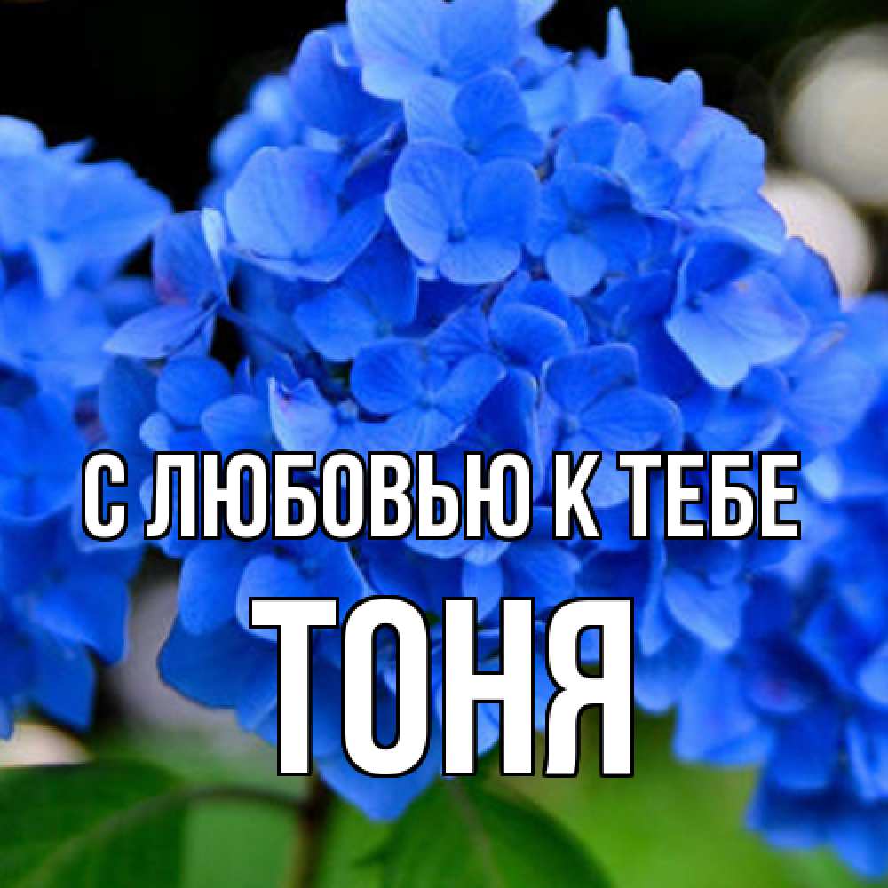 Открытка  с именем. Тоня, С любовью к тебе  
