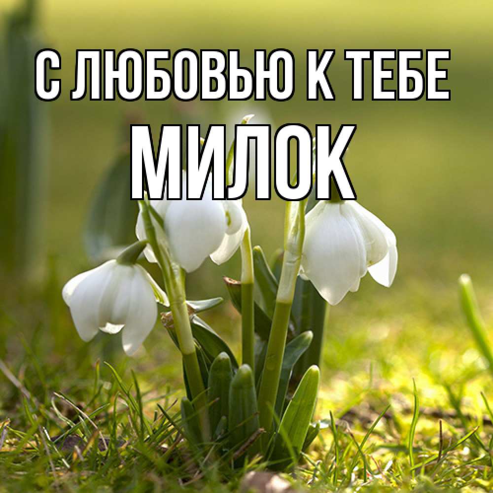 Открытка  с именем. Милок, С любовью к тебе  