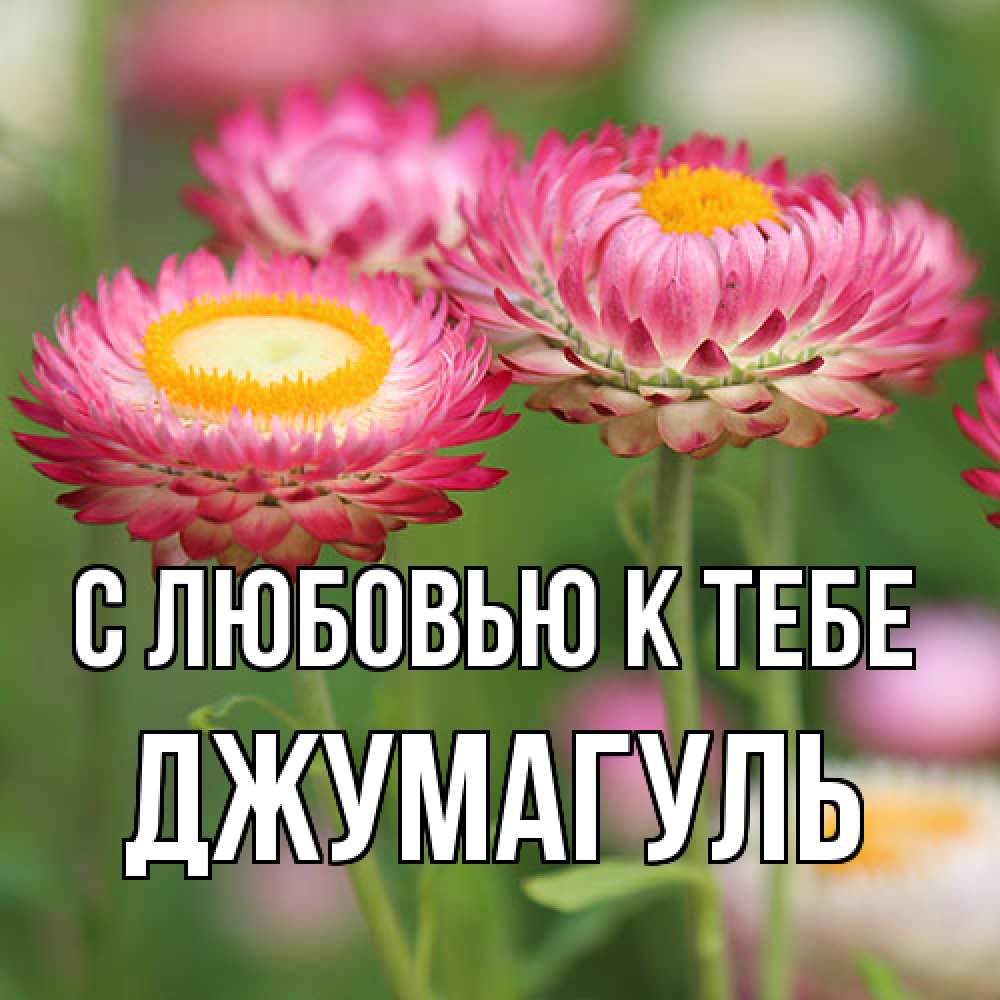 Открытка  с именем. Джумагуль, С любовью к тебе  