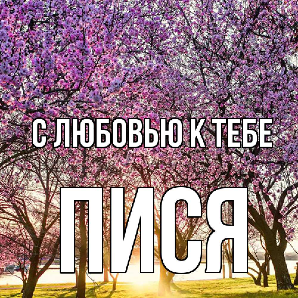 Открытка  с именем. пися, С любовью к тебе  
