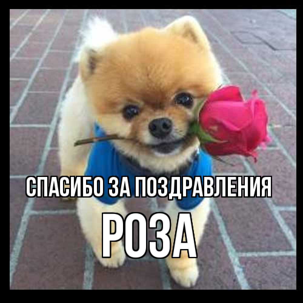 Открытка  с именем. Роза, Спасибо за поздравления  