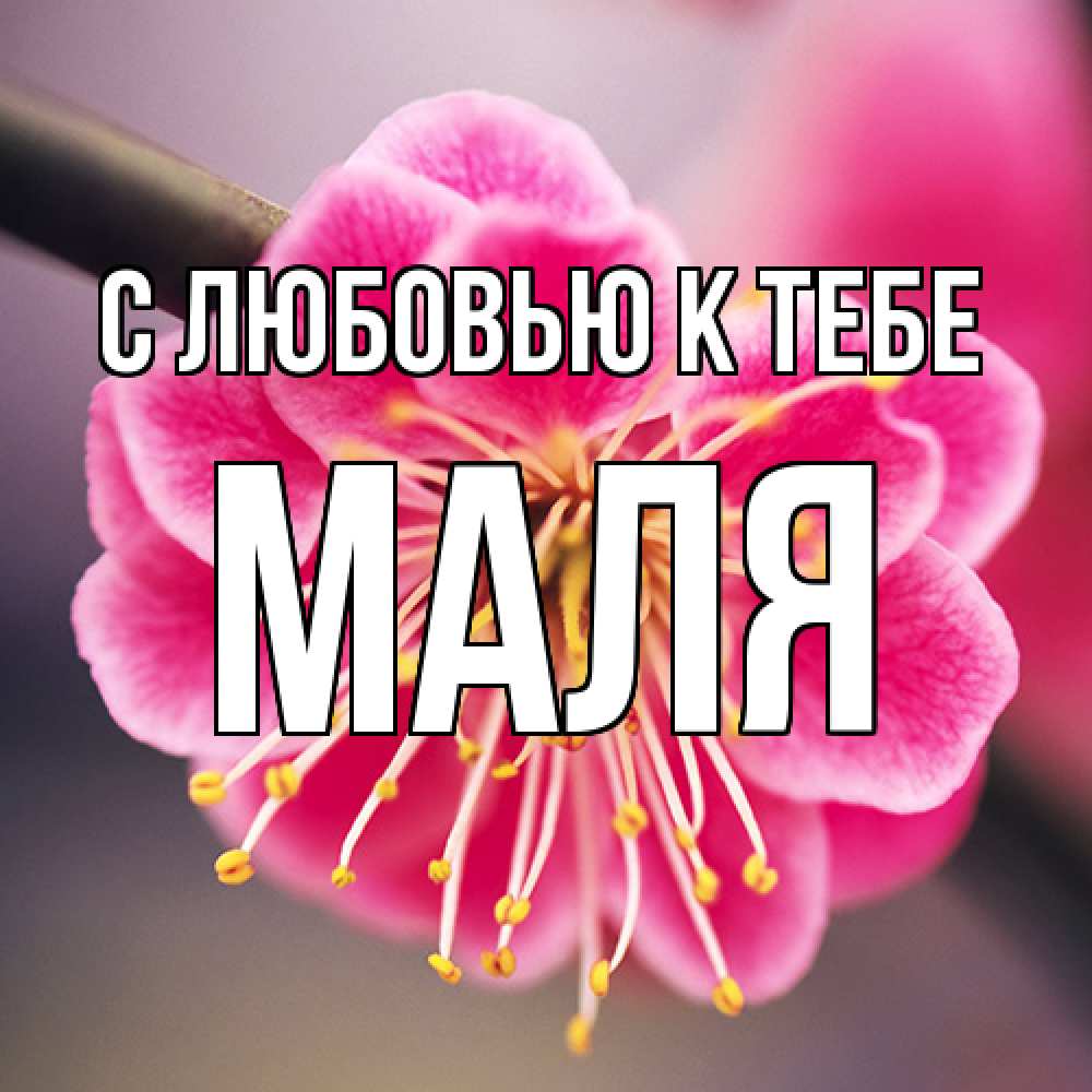 Открытка  с именем. Маля, С любовью к тебе  