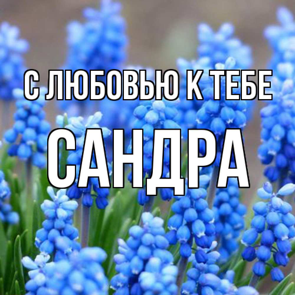 Открытка  с именем. Сандра, С любовью к тебе  
