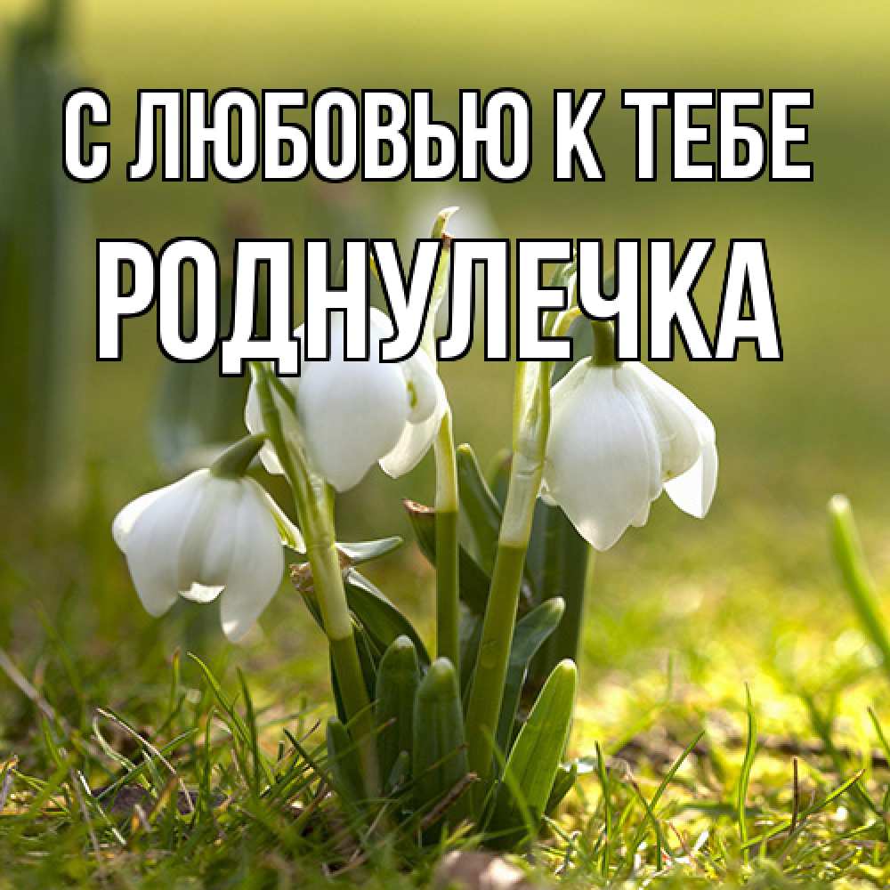 Открытка  с именем. Роднулечка, С любовью к тебе  