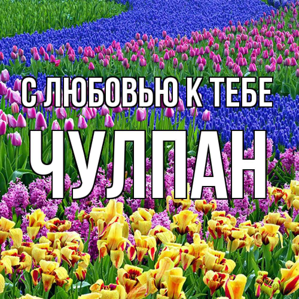 Открытка  с именем. Чулпан, С любовью к тебе  