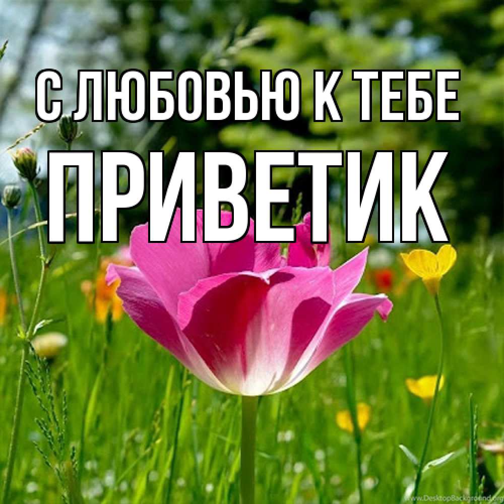 Открытка  с именем. приветик, С любовью к тебе  