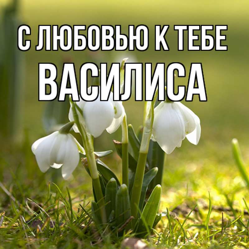 Картинка С любовью к тебе, Василиса