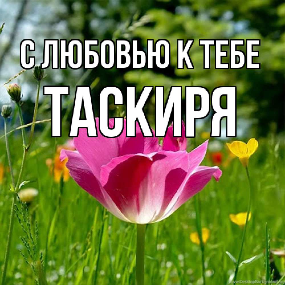 Открытка  с именем. Таскиря, С любовью к тебе  