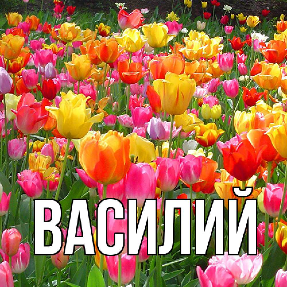 Открытка  с именем. Василий, Главная  
