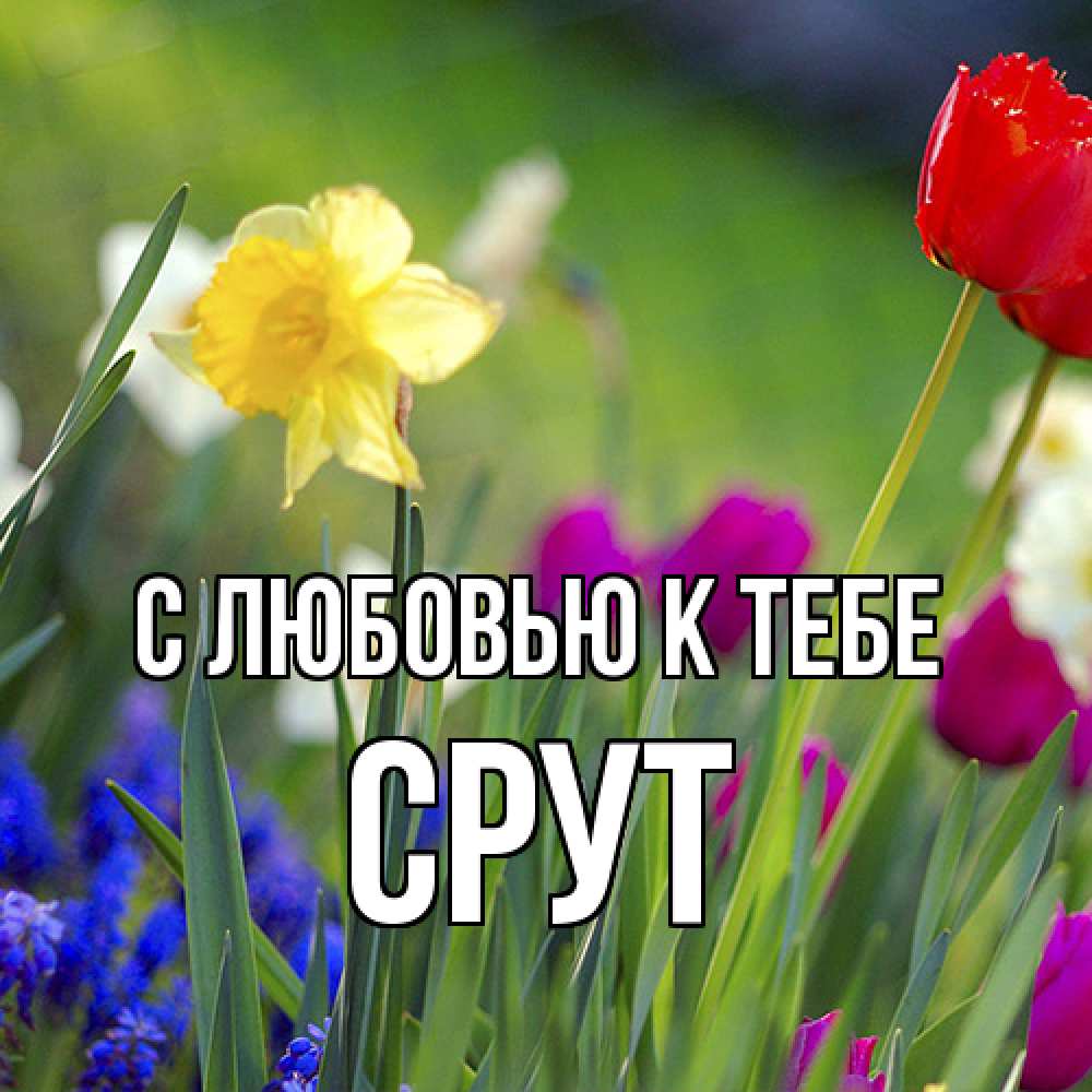 Открытка  с именем. срут, С любовью к тебе  