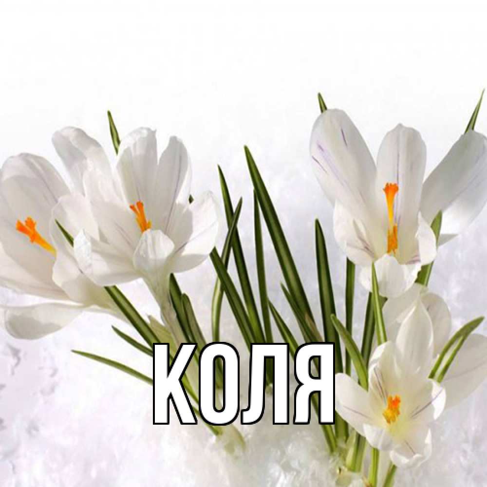Открытка  с именем. коля, Главная  