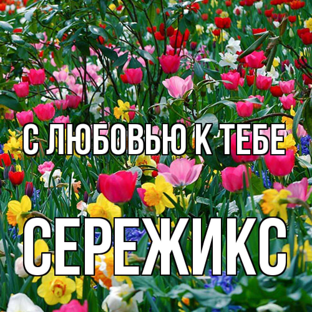 Открытка  с именем. Сережикс, С любовью к тебе  