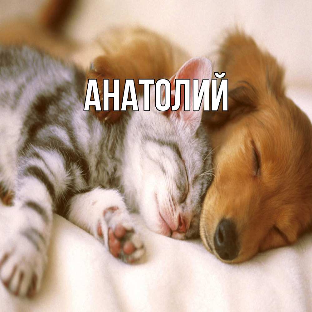 Открытка  с именем. Анатолий, Главная  