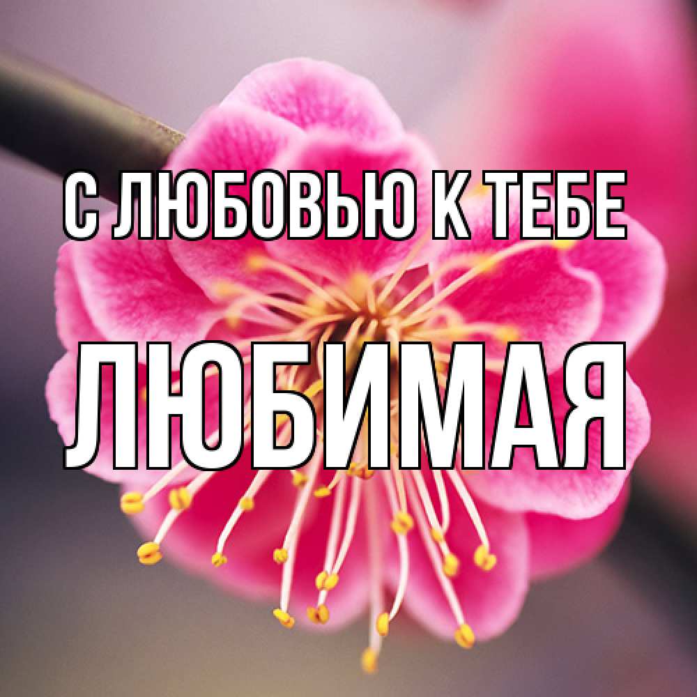 Открытка  с именем. Любимая, С любовью к тебе  