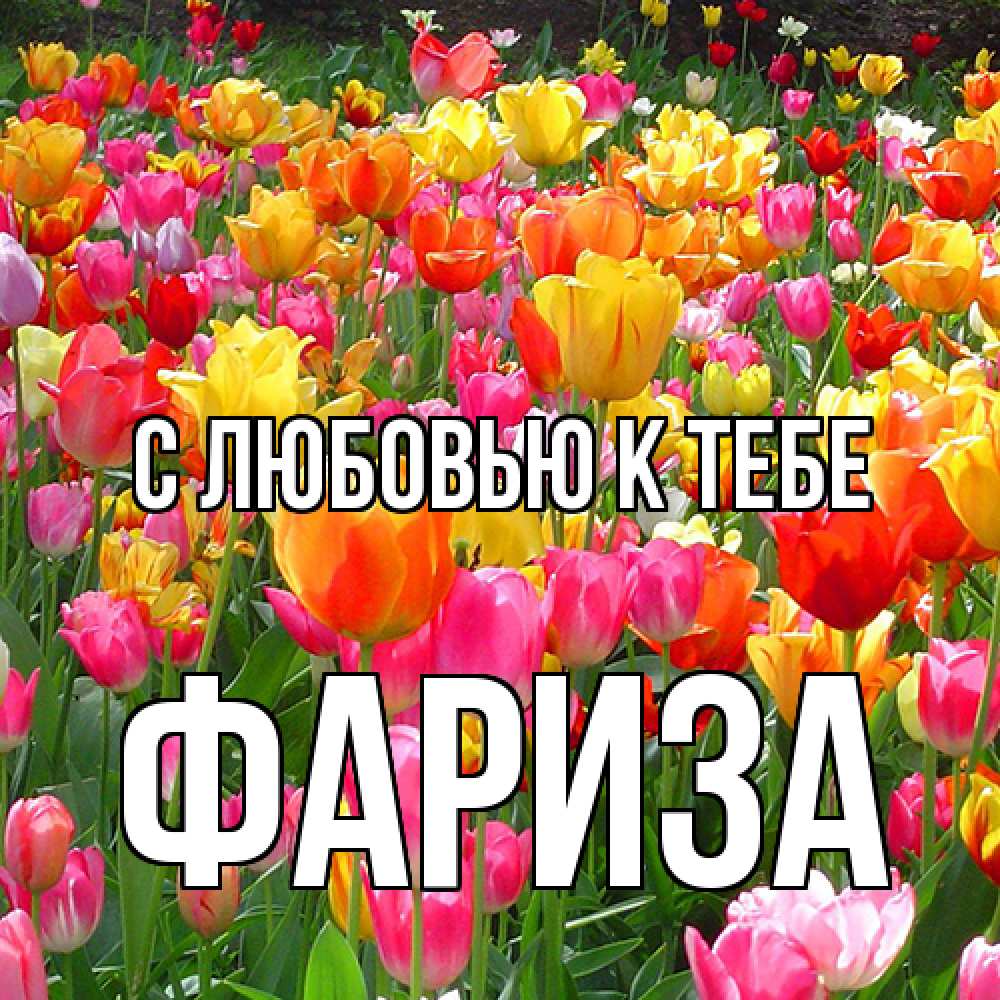 Открытка  с именем. Фариза, С любовью к тебе  