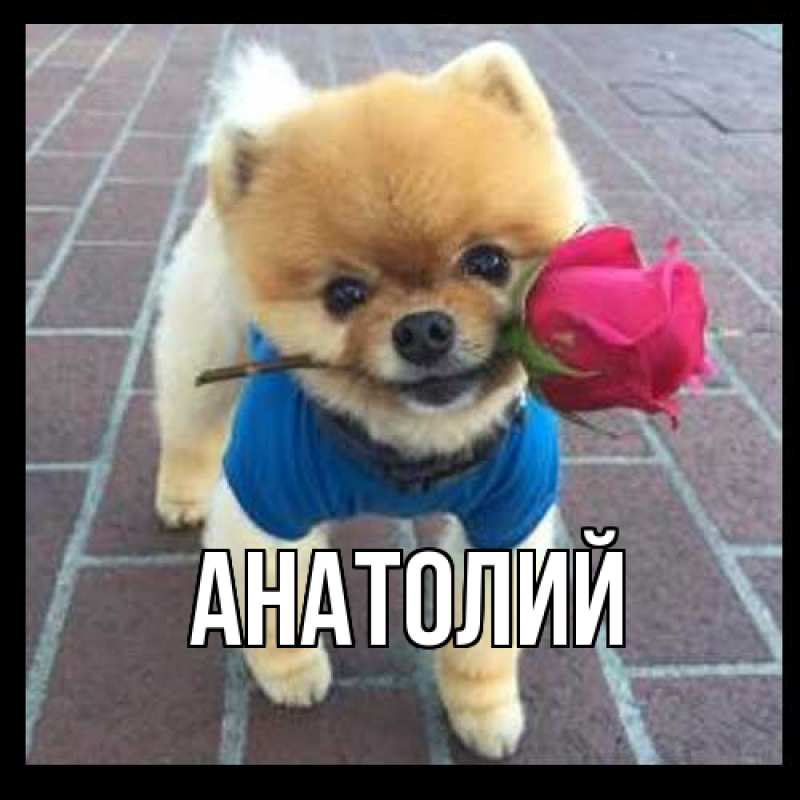 Картинка  с именем , Анатолий