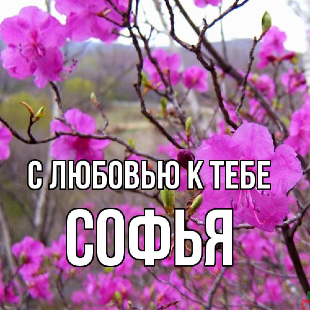 Открытка  с именем. Софья, С любовью к тебе  