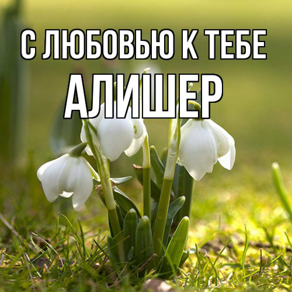 Открытка  с именем. Алишер, С любовью к тебе  