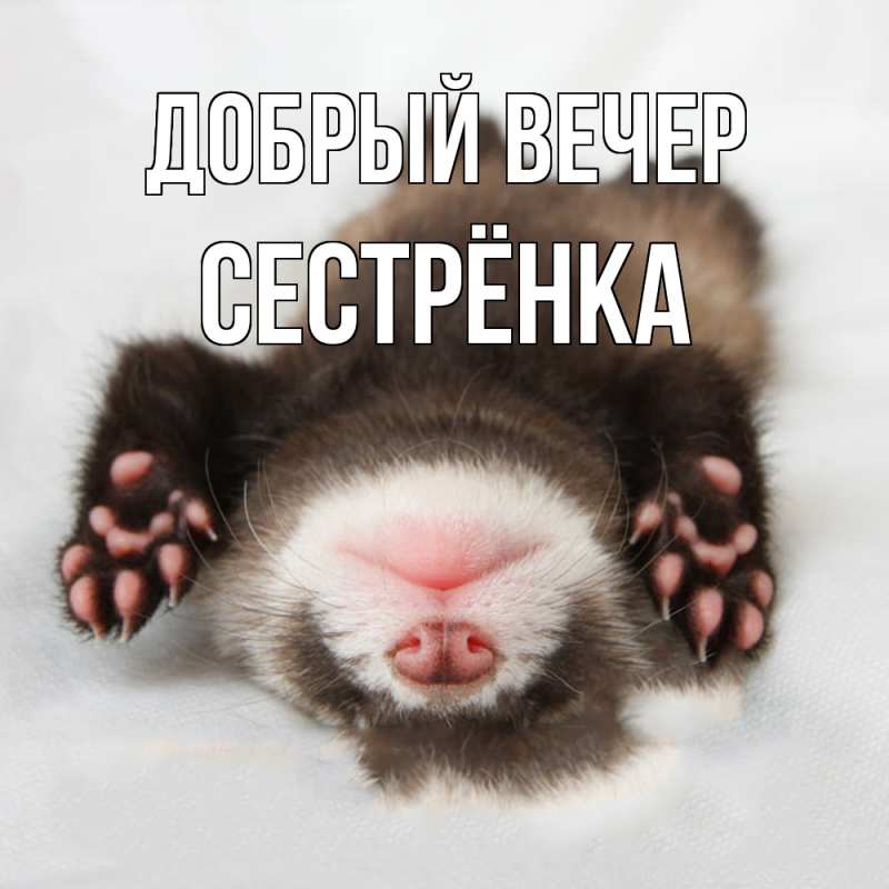 Картинка Добрый вечер, Сестрёнка