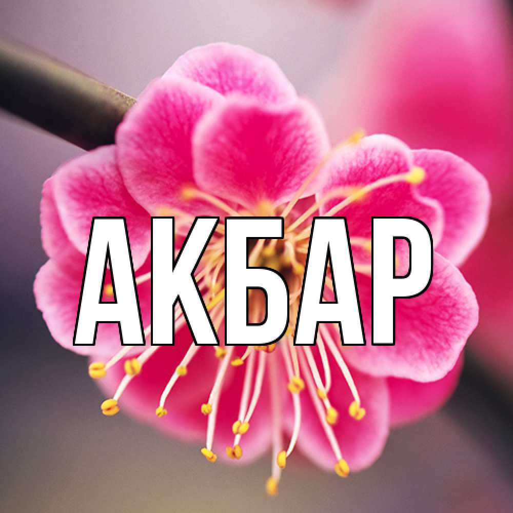 Открытка  с именем. Акбар, Главная  