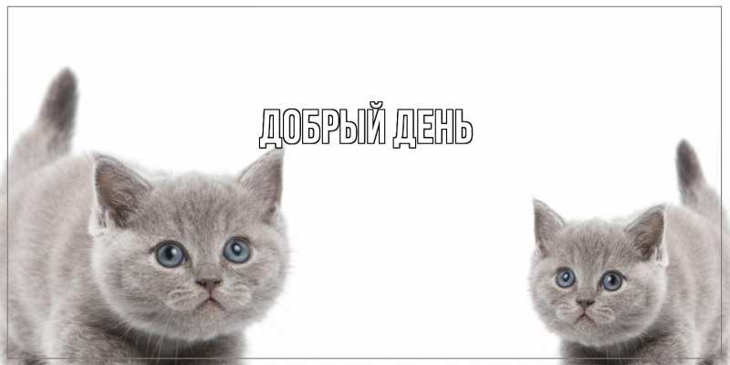 Картинка Добрый день, 