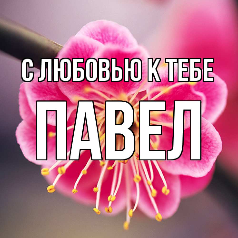 Открытка  с именем. Павел, С любовью к тебе  