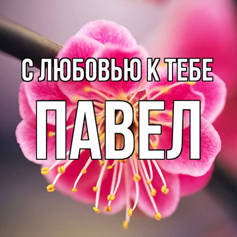 Картинка С любовью к тебе, Павел