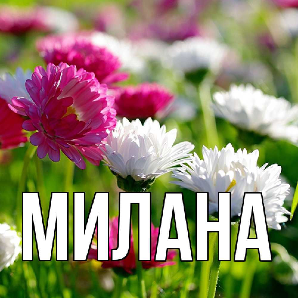Открытка  с именем. Милана, Главная  