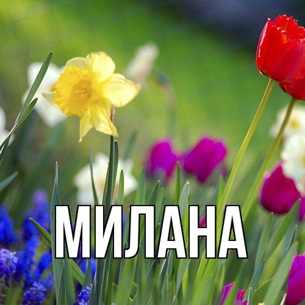 Открытка  с именем. Милана, Главная  