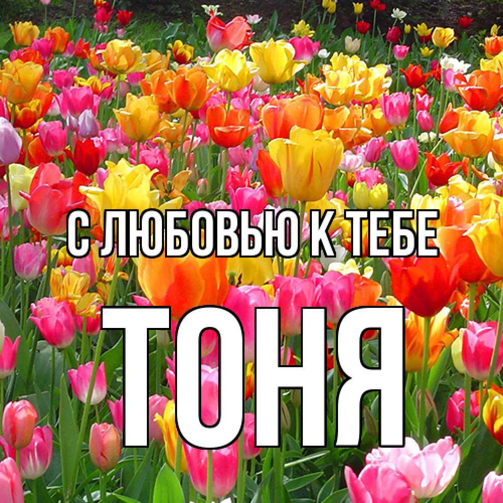 Открытка  с именем. Тоня, С любовью к тебе  