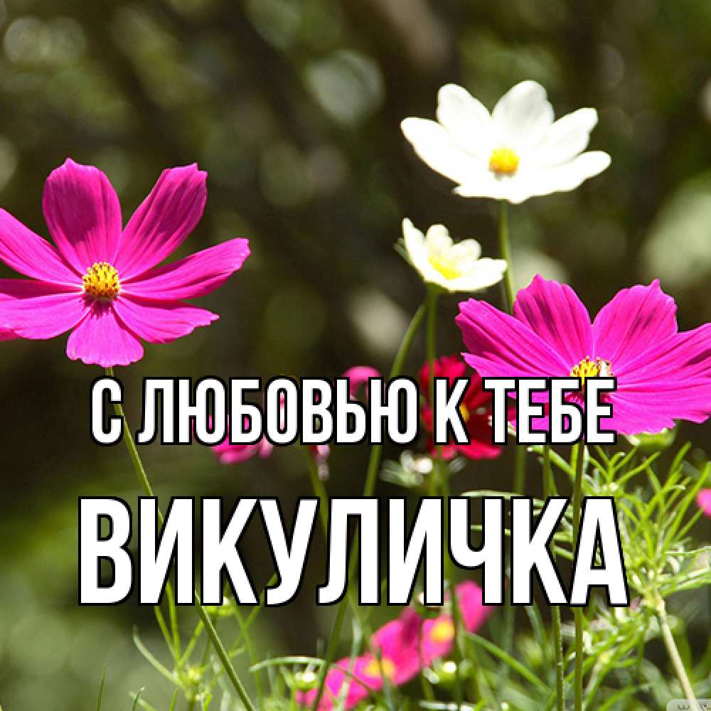 Открытка  с именем. Викуличка, С любовью к тебе  