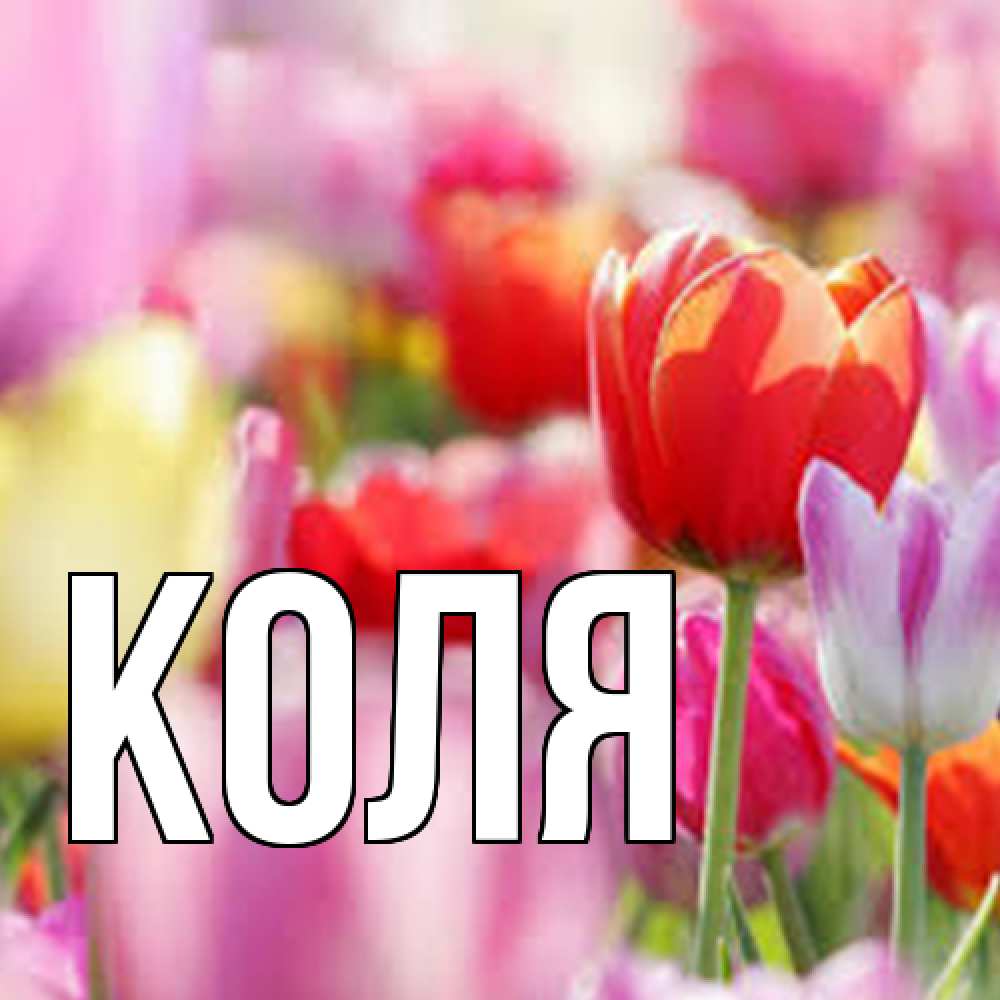 Открытка  с именем. коля, Главная  