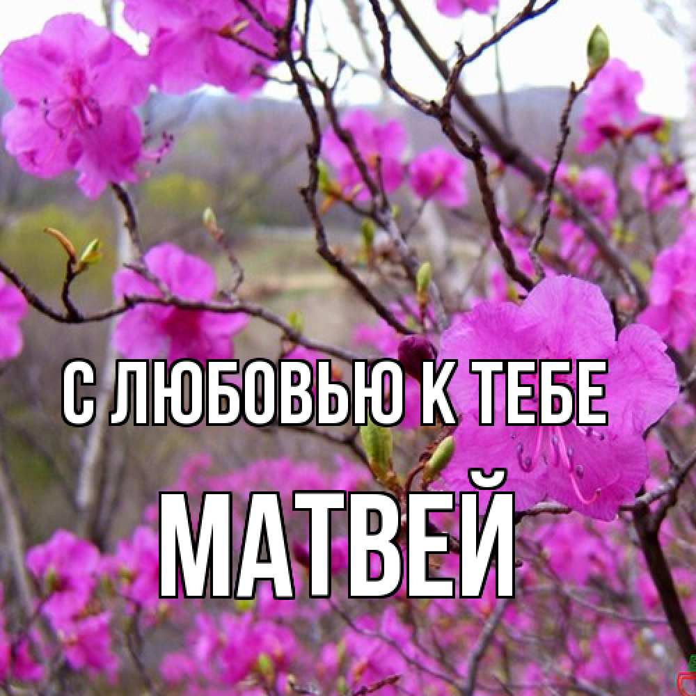 Открытка  с именем. Матвей, С любовью к тебе  