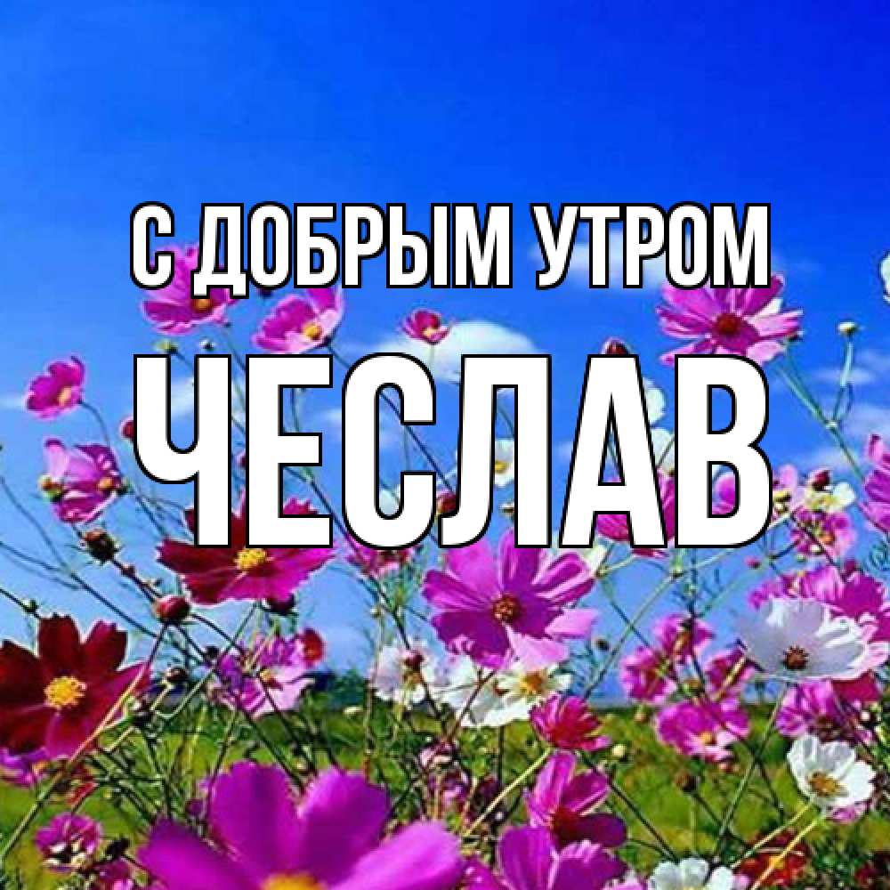 Открытка  с именем. Чеслав, С добрым утром  