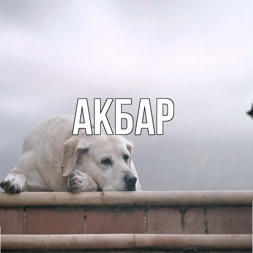 Открытка  с именем. Акбар, Главная  