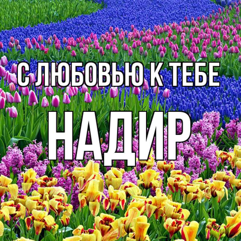 Картинка С любовью к тебе, Надир