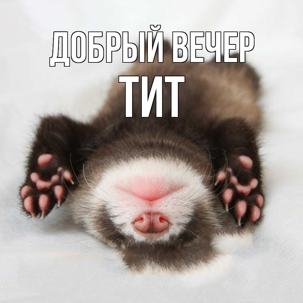 Открытка  с именем. Тит, Добрый вечер  