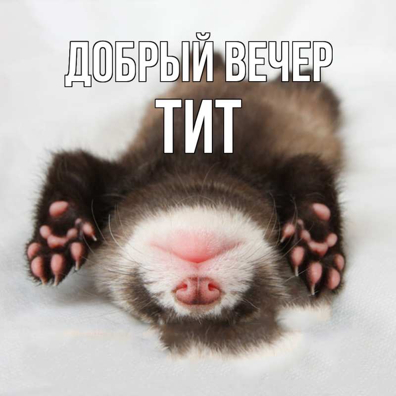 Картинка Добрый вечер, Тит