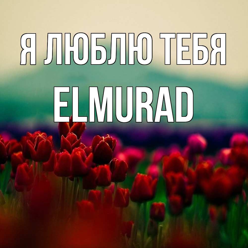 Открытка  с именем. Elmurad, Я люблю тебя  