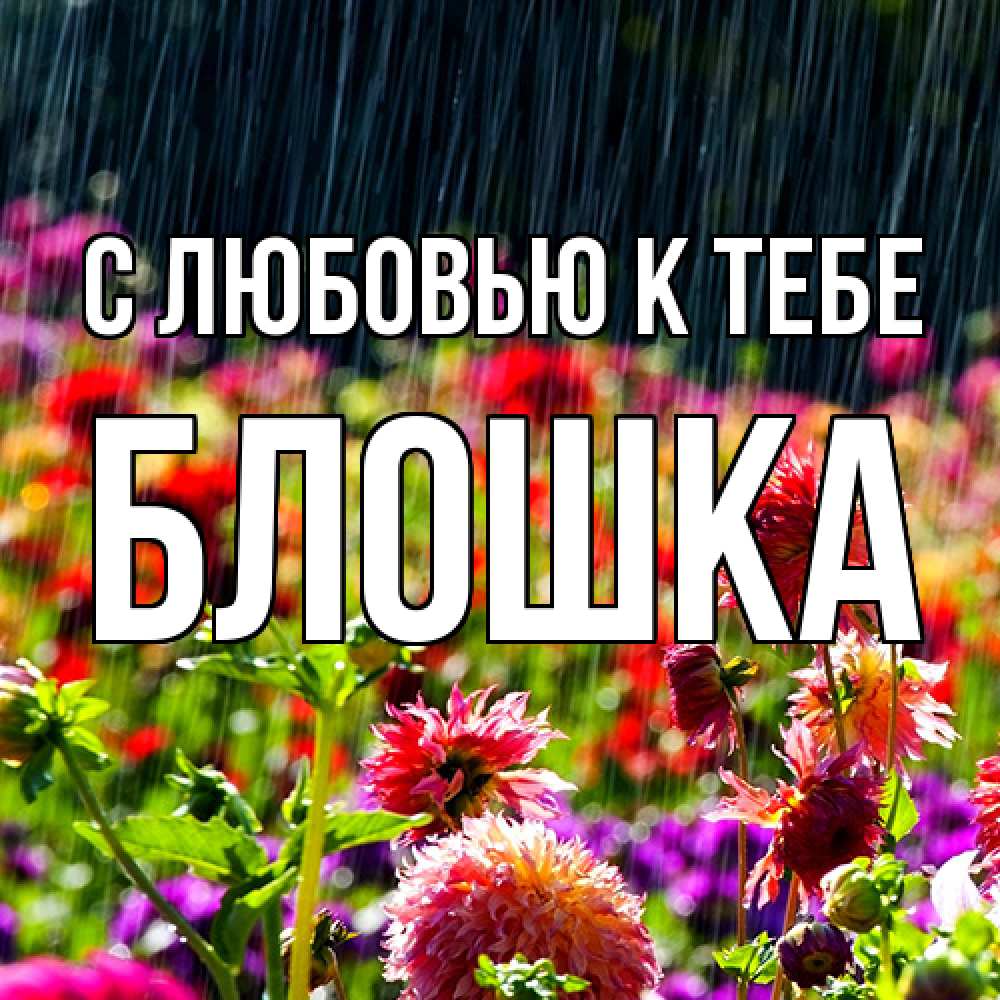 Открытка  с именем. Блошка, С любовью к тебе  