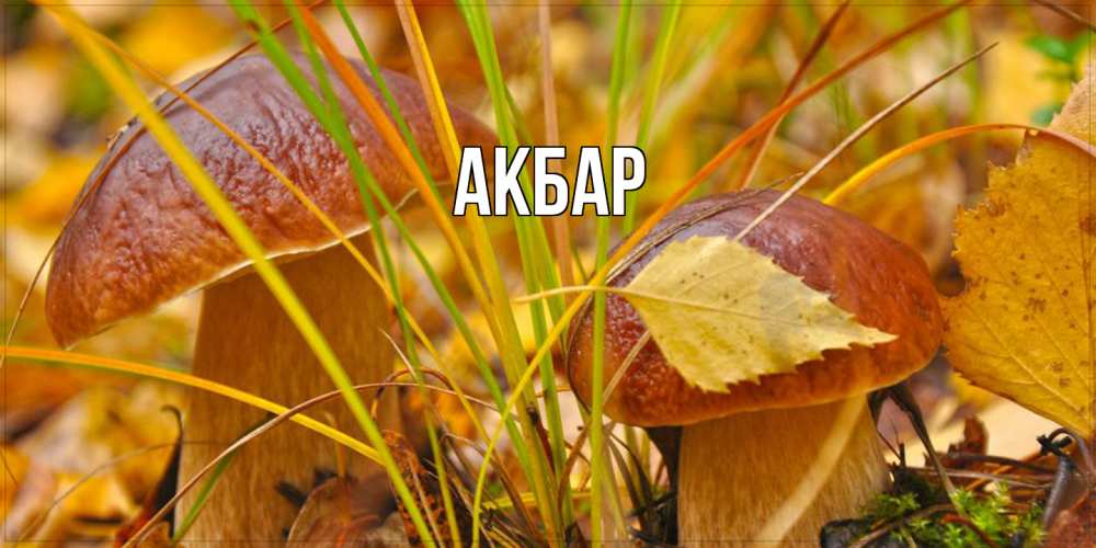 Открытка  с именем. Акбар, Главная  