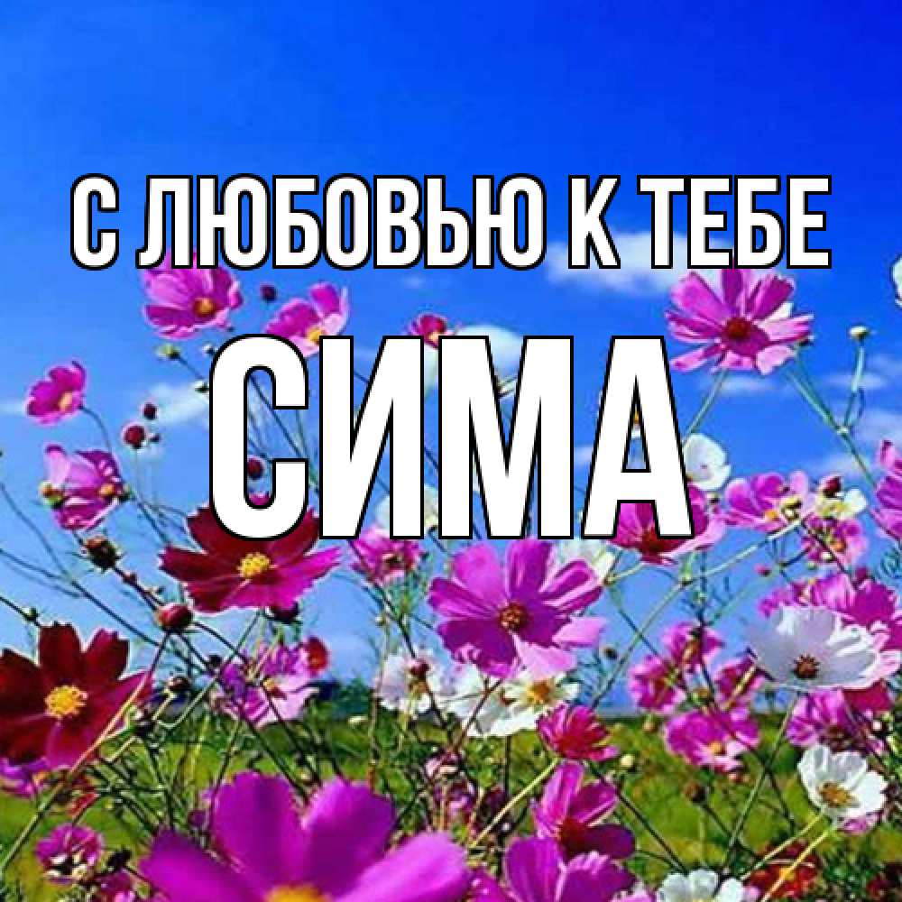 Открытка  с именем. Сима, С любовью к тебе  