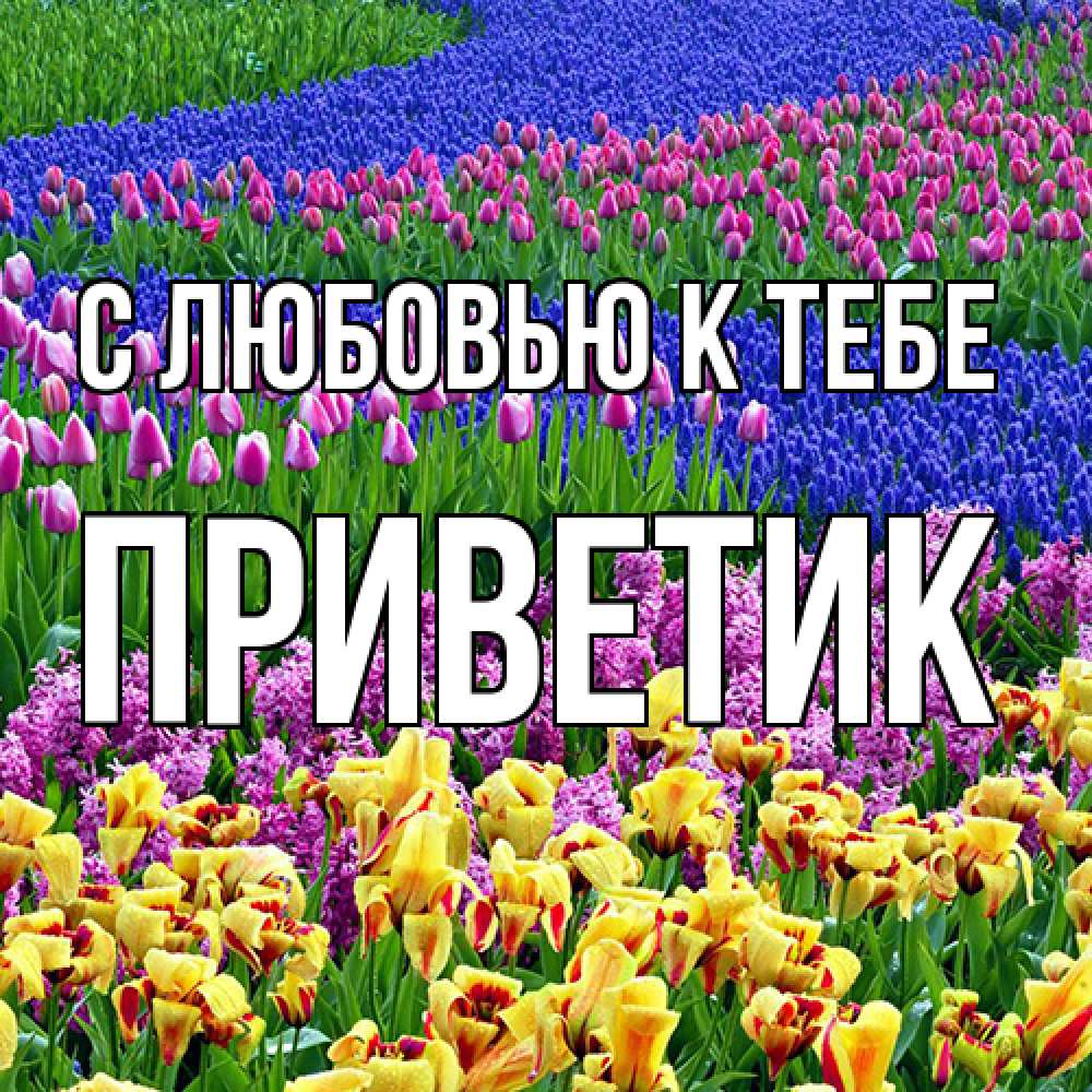 Открытка  с именем. приветик, С любовью к тебе  