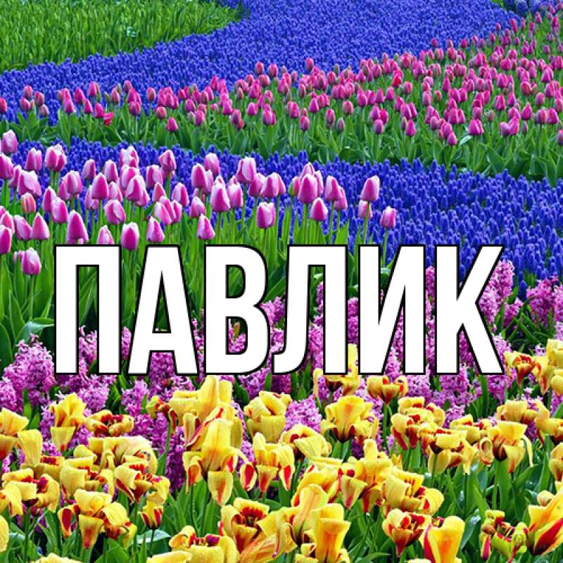Картинка  с именем , Павлик