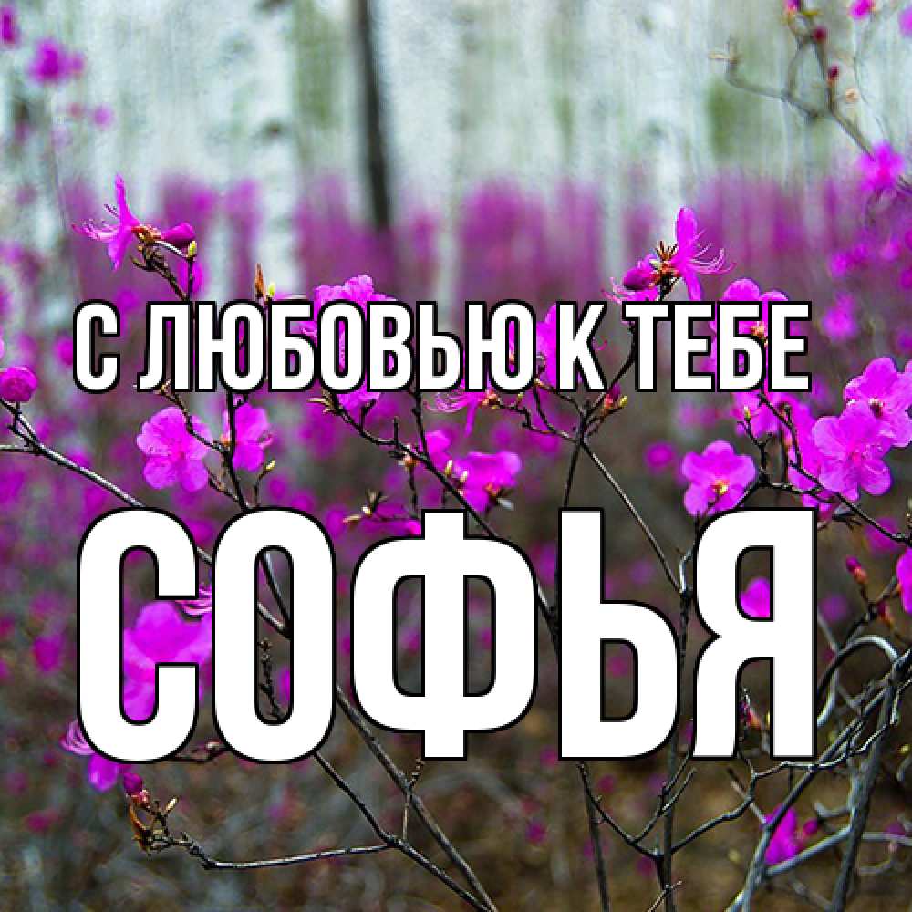 Открытка  с именем. Софья, С любовью к тебе  