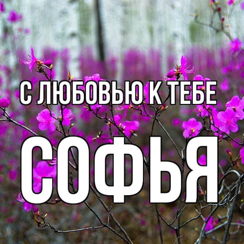 Картинка С любовью к тебе, Софья